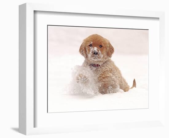 Golden Retriever Pup in Snow-Chuck Haney-Framed Photographic Print