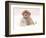 Golden Retriever Pup in Snow-Chuck Haney-Framed Photographic Print