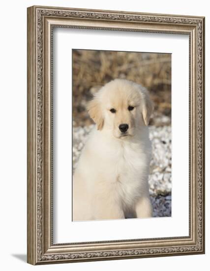 Golden Retriever Pup-null-Framed Photographic Print