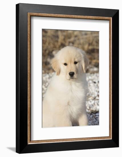 Golden Retriever Pup-null-Framed Photographic Print