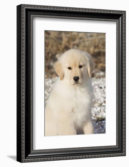 Golden Retriever Pup-null-Framed Photographic Print