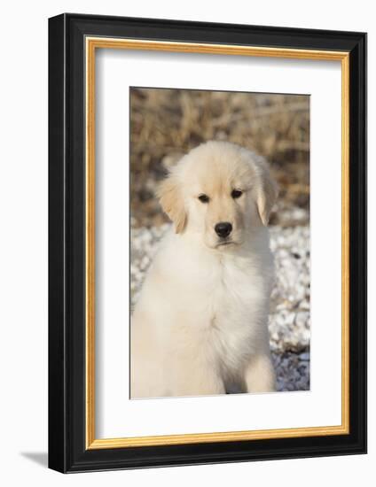 Golden Retriever Pup-null-Framed Photographic Print