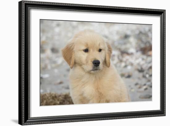 Golden Retriever Pup-null-Framed Photographic Print