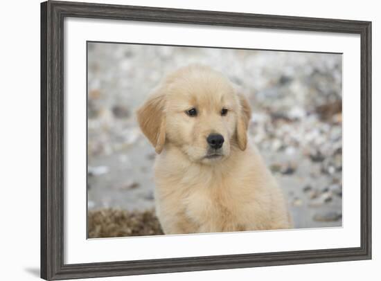 Golden Retriever Pup-null-Framed Photographic Print