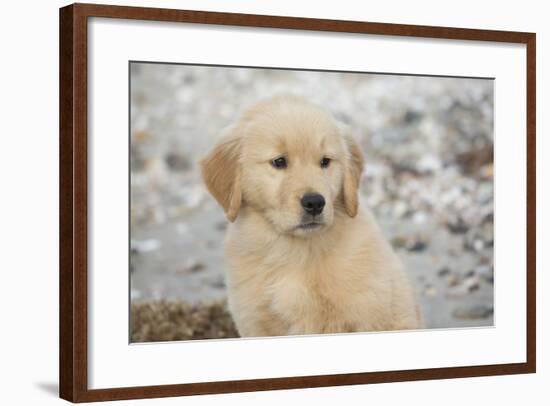 Golden Retriever Pup-null-Framed Photographic Print