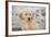 Golden Retriever Pup-null-Framed Photographic Print