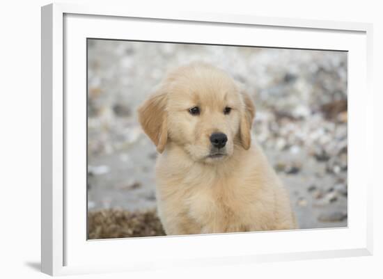 Golden Retriever Pup-null-Framed Photographic Print