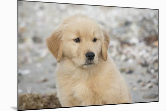 Golden Retriever Pup-null-Mounted Photographic Print