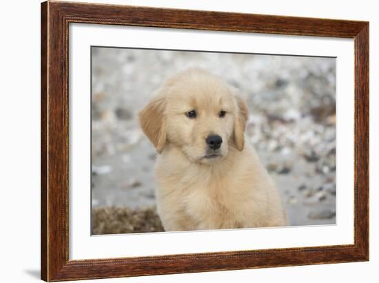 Golden Retriever Pup-null-Framed Photographic Print