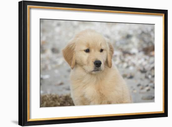 Golden Retriever Pup-null-Framed Photographic Print