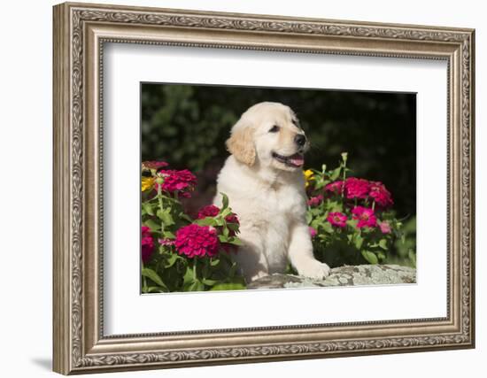 Golden Retriever Pup-null-Framed Photographic Print