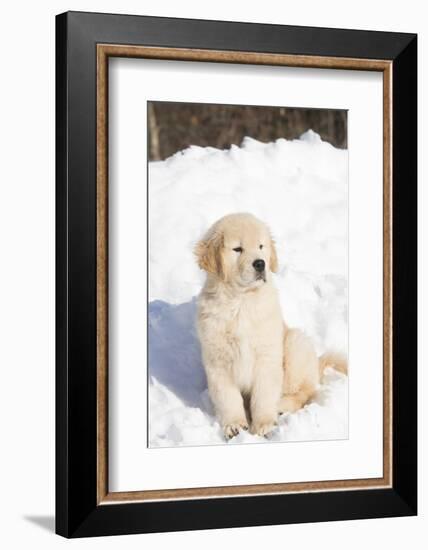 Golden Retriever Pup-Lynn M^ Stone-Framed Photographic Print