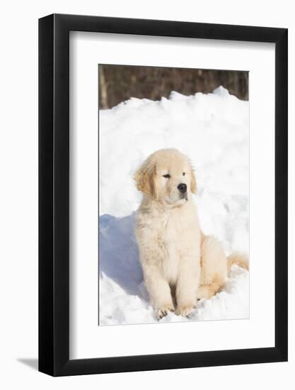 Golden Retriever Pup-Lynn M^ Stone-Framed Photographic Print