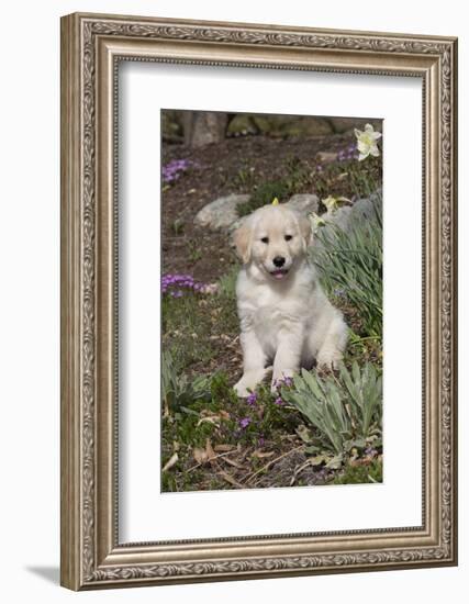 Golden Retriever Pup-Lynn M^ Stone-Framed Photographic Print