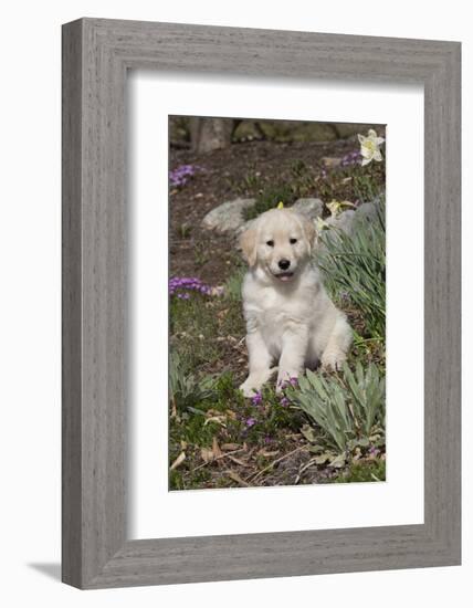 Golden Retriever Pup-Lynn M^ Stone-Framed Photographic Print