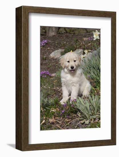 Golden Retriever Pup-Lynn M^ Stone-Framed Photographic Print