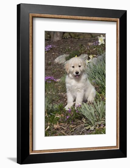 Golden Retriever Pup-Lynn M^ Stone-Framed Photographic Print