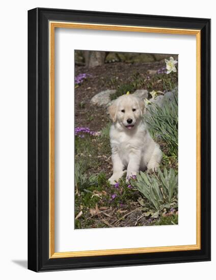 Golden Retriever Pup-Lynn M^ Stone-Framed Photographic Print