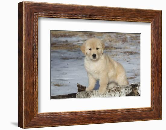 Golden Retriever Pup-Lynn M^ Stone-Framed Photographic Print