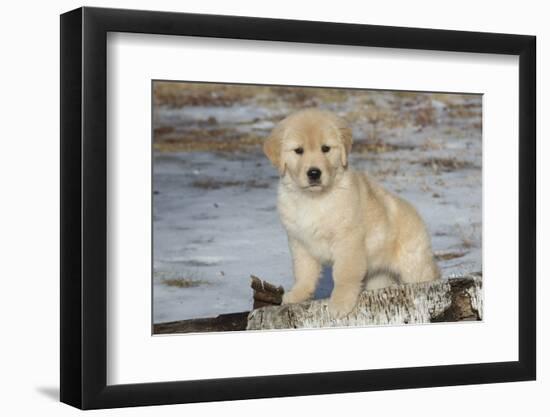 Golden Retriever Pup-Lynn M^ Stone-Framed Photographic Print