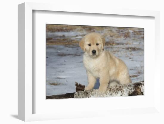 Golden Retriever Pup-Lynn M^ Stone-Framed Photographic Print