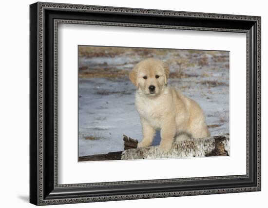 Golden Retriever Pup-Lynn M^ Stone-Framed Photographic Print