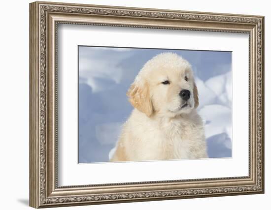 Golden Retriever Pup-Lynn M^ Stone-Framed Photographic Print