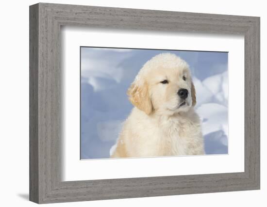 Golden Retriever Pup-Lynn M^ Stone-Framed Photographic Print