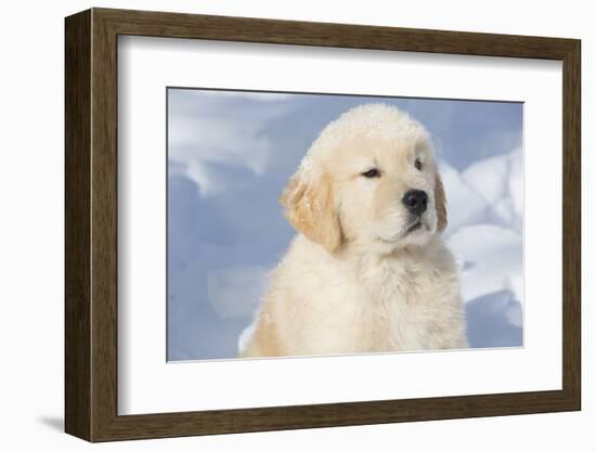 Golden Retriever Pup-Lynn M^ Stone-Framed Photographic Print