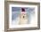 Golden Retriever Pup-Lynn M^ Stone-Framed Photographic Print