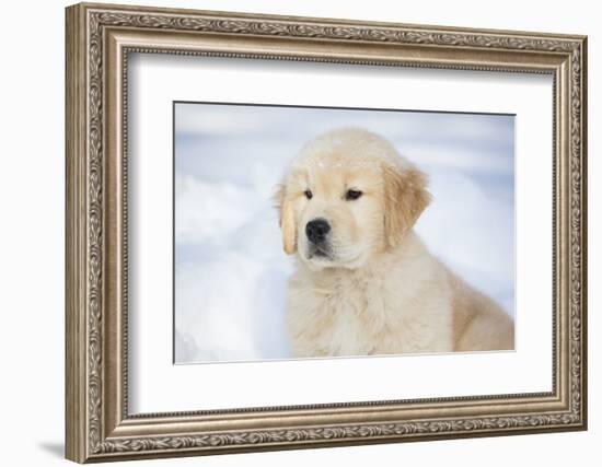 Golden Retriever Pup-Lynn M^ Stone-Framed Photographic Print