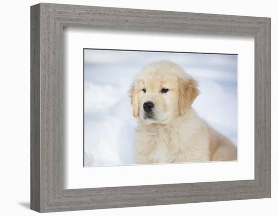 Golden Retriever Pup-Lynn M^ Stone-Framed Photographic Print