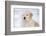 Golden Retriever Pup-Lynn M^ Stone-Framed Photographic Print