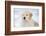 Golden Retriever Pup-Lynn M^ Stone-Framed Photographic Print