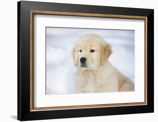 Golden Retriever Pup-Lynn M^ Stone-Framed Photographic Print