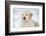 Golden Retriever Pup-Lynn M^ Stone-Framed Photographic Print