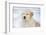 Golden Retriever Pup-Lynn M^ Stone-Framed Photographic Print