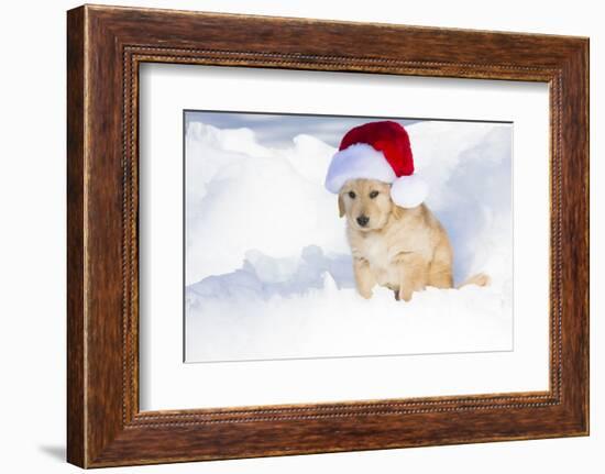 Golden Retriever Pup-Lynn M^ Stone-Framed Photographic Print
