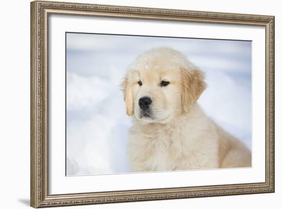 Golden Retriever Pup-Lynn M^ Stone-Framed Photographic Print