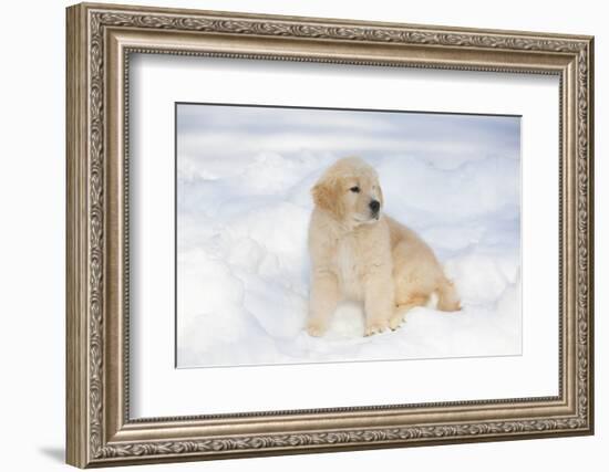 Golden Retriever Pup-Lynn M^ Stone-Framed Photographic Print