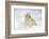 Golden Retriever Pup-Lynn M^ Stone-Framed Photographic Print