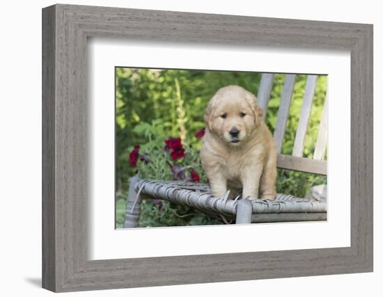 Golden Retriever Pup-Lynn M^ Stone-Framed Photographic Print