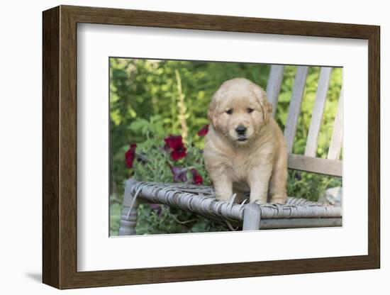 Golden Retriever Pup-Lynn M^ Stone-Framed Photographic Print