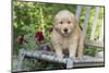 Golden Retriever Pup-Lynn M^ Stone-Mounted Photographic Print