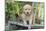 Golden Retriever Pup-Lynn M^ Stone-Mounted Photographic Print