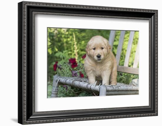 Golden Retriever Pup-Lynn M^ Stone-Framed Photographic Print