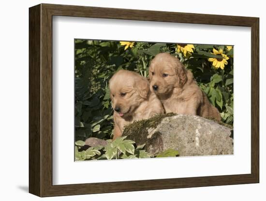 Golden Retriever Pup-Lynn M^ Stone-Framed Photographic Print