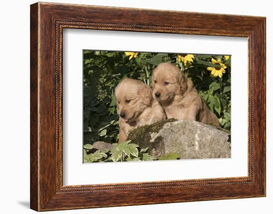 Golden Retriever Pup-Lynn M^ Stone-Framed Photographic Print