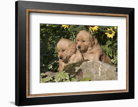 Golden Retriever Pup-Lynn M^ Stone-Framed Photographic Print