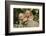 Golden Retriever Pup-Lynn M^ Stone-Framed Photographic Print